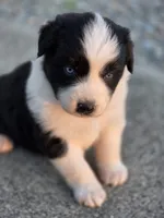Randa, a female Australian Shepherd for sale in Portland, IN – 1 of 3