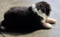 Black female 1, a female Australian Shepherd for sale in Portland, IN – 7 of 9