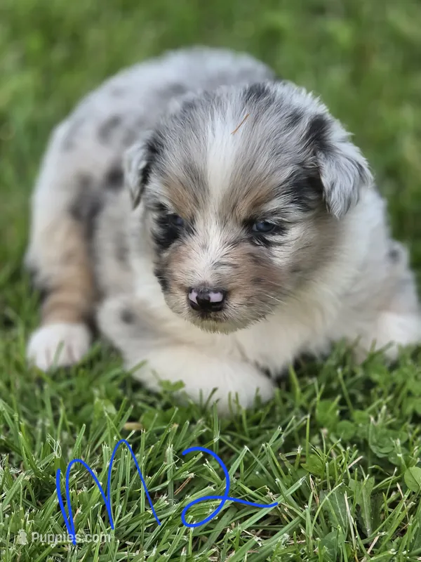 Blue male 2 – Australian Shepherd puppy for sale in Portland, IN