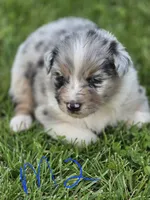 Blue male 2, a male Australian Shepherd for sale in Portland, IN – 1 of 5