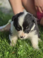 Black female 2, a female Australian Shepherd for sale in Portland, IN – 4 of 10
