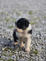 Black female 2, a female Australian Shepherd for sale in Portland, IN – 2 of 10