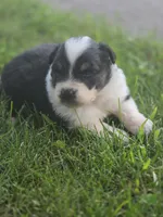 J.D., a male Australian Shepherd for sale in Portland, IN – 4 of 6