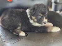 Black female 1, a female Australian Shepherd for sale in Portland, IN – 9 of 9