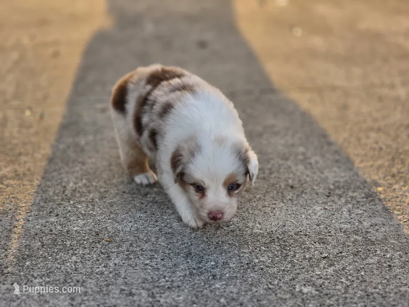 Reny – Australian Shepherd puppy for sale in Portland, IN