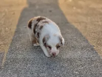 Reny, a female Australian Shepherd for sale in Portland, IN – 1 of 3