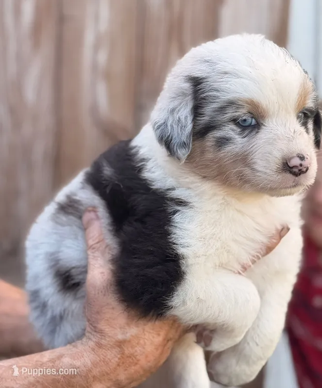 Bella – Australian Shepherd puppy on hold in Portland, IN
