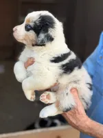 Bella, a female Australian Shepherd for sale in Portland, IN – 2 of 2