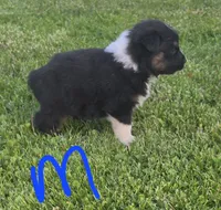 Black male 1, a male Australian Shepherd for sale in Portland, IN – 3 of 4