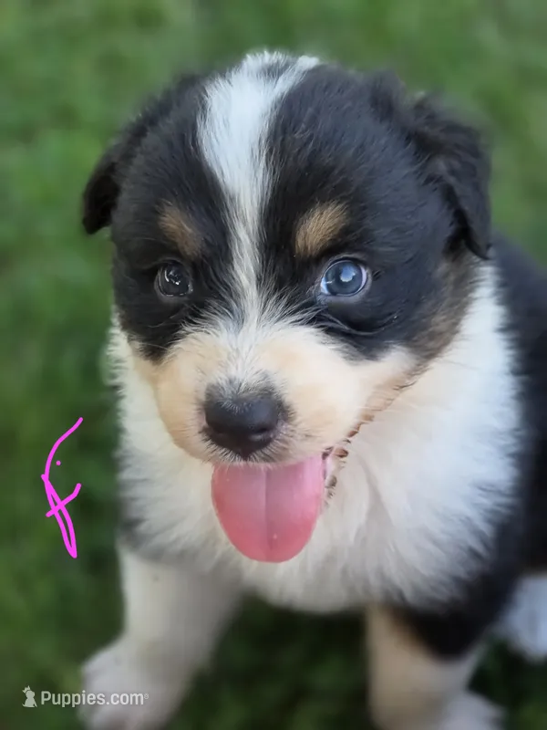 Jesse – Australian Shepherd puppy for sale in Portland, IN