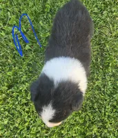 Black male 2, a male Australian Shepherd for sale in Portland, IN – 3 of 4