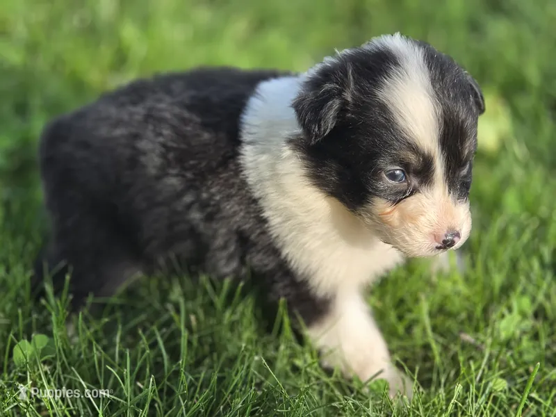 Black female 2 – Australian Shepherd puppy for sale in Portland, IN