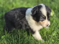 Black female 2, a female Australian Shepherd for sale in Portland, IN – 1 of 10