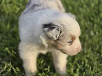 Blue Merle female , a female Australian Shepherd for sale in Portland, IN – 5 of 8