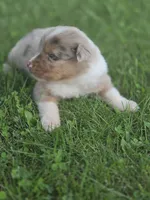 Jasper, a male Australian Shepherd for sale in Portland, IN – 4 of 7