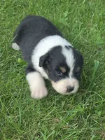 Jesse, a female Australian Shepherd for sale in Portland, IN – 2 of 6