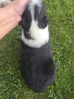 J.D., a male Australian Shepherd for sale in Portland, IN – 2 of 6