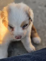 Reny, a female Australian Shepherd for sale in Portland, IN – 2 of 3