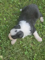 Jax, a male Australian Shepherd for sale in Portland, IN – 4 of 5