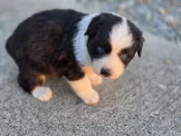 Randa, a female Australian Shepherd for sale in Portland, IN – 2 of 3