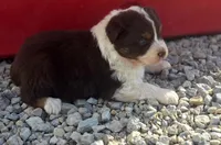 Red tri female 2, a female Australian Shepherd for sale in Portland, IN – Photo 4 of 5