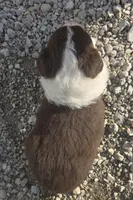 Red tri female 2, a female Australian Shepherd for sale in Portland, IN – Photo 5 of 5