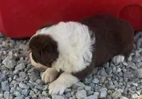 Red tri female 2, a female Australian Shepherd for sale in Portland, IN – Photo 2 of 5