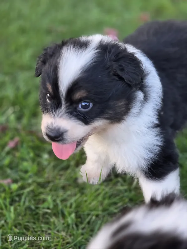 J.D. – Australian Shepherd puppy for sale in Portland, IN