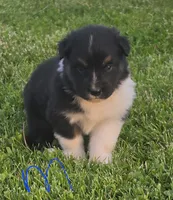 Black male 1, a male Australian Shepherd for sale in Portland, IN – 2 of 4