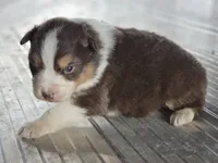 Female 5, a female Australian Shepherd for sale in Portland, IN – Photo 8 of 10