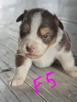 Female 5, a female Australian Shepherd for sale in Portland, IN – Photo 3 of 10