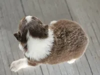 Female 5, a female Australian Shepherd for sale in Portland, IN – Photo 5 of 10