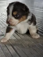 Female 5, a female Australian Shepherd for sale in Portland, IN – Photo 9 of 10