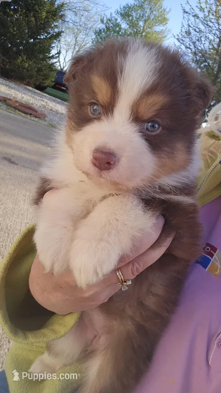 Female 5, a female Australian Shepherd for sale in Portland, IN – Photo 1 of 10