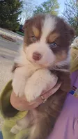 Female 5, a female Australian Shepherd for sale in Portland, IN – Photo 1 of 10