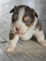 Female 5, a female Australian Shepherd for sale in Portland, IN – Photo 10 of 10