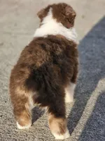 Female 5, a female Australian Shepherd for sale in Portland, IN – Photo 6 of 10