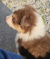 Female 5, a female Australian Shepherd for sale in Portland, IN – Photo 7 of 10