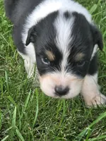 Jesse, a female Australian Shepherd for sale in Portland, IN – 3 of 6