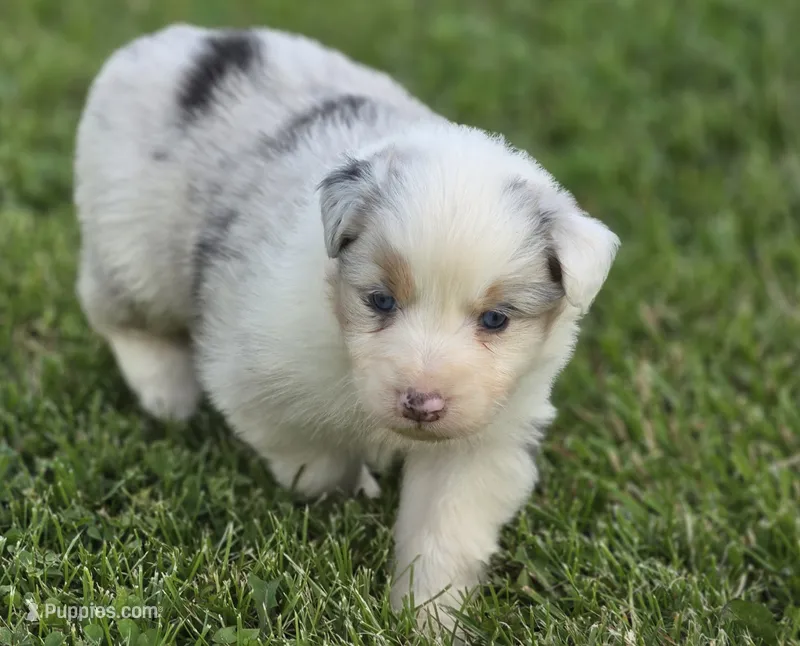 Blue Merle female  – Australian Shepherd puppy for sale in Portland, IN