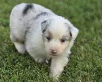 Blue Merle female , a female Australian Shepherd for sale in Portland, IN – 1 of 8
