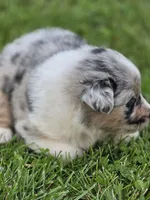Blue male 2, a male Australian Shepherd for sale in Portland, IN – 5 of 5