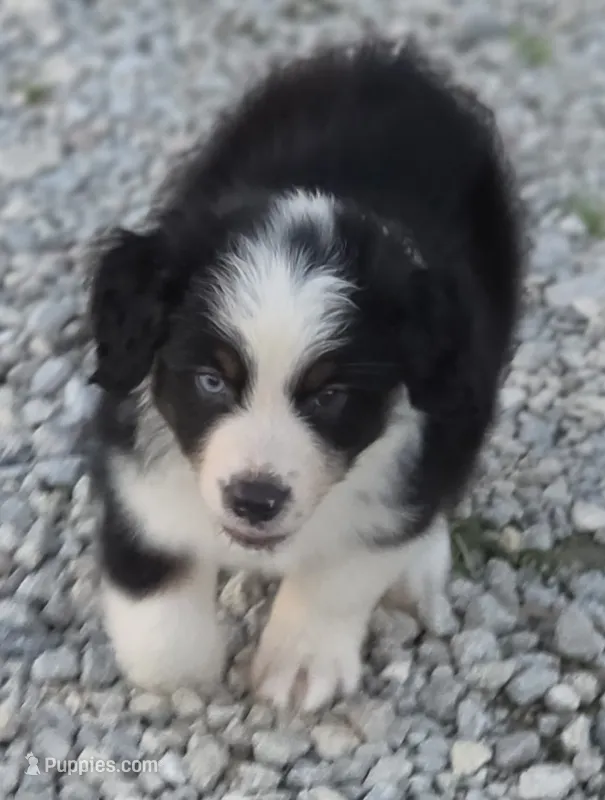 Reese – Australian Shepherd puppy for sale in Portland, IN