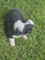 Jax, a male Australian Shepherd for sale in Portland, IN – 3 of 5