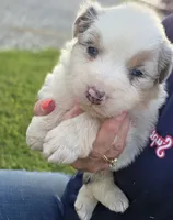 Blue Merle female , a female Australian Shepherd for sale in Portland, IN – 4 of 8