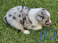 Blue male 2, a male Australian Shepherd for sale in Portland, IN – 3 of 5
