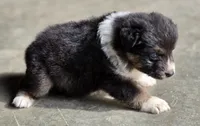 Black female 1, a female Australian Shepherd for sale in Portland, IN – 8 of 9