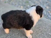 Randa, a female Australian Shepherd for sale in Portland, IN – 3 of 3