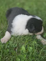 Jesse, a female Australian Shepherd for sale in Portland, IN – 4 of 6
