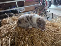 Jasper, a male Australian Shepherd for sale in Portland, IN – 6 of 7